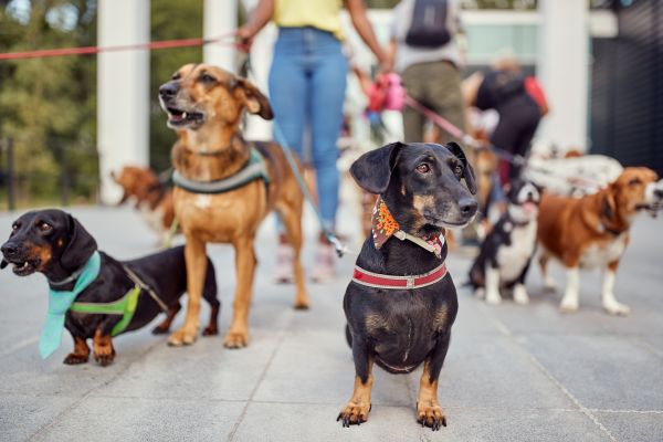 Manassas Pets