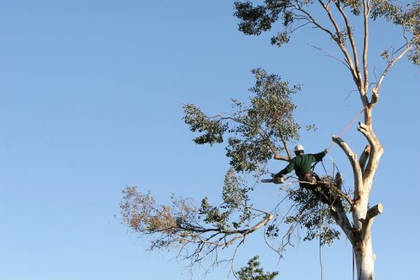 Manassas Tree Trimming